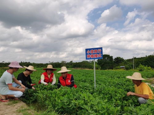 桂平市江口镇 万亩花生喜收获 科技助农显实效