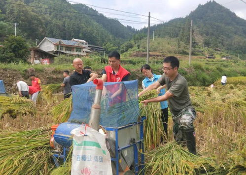 天柱县竹林镇 干部助农抢秋收 农户解忧笑开颜