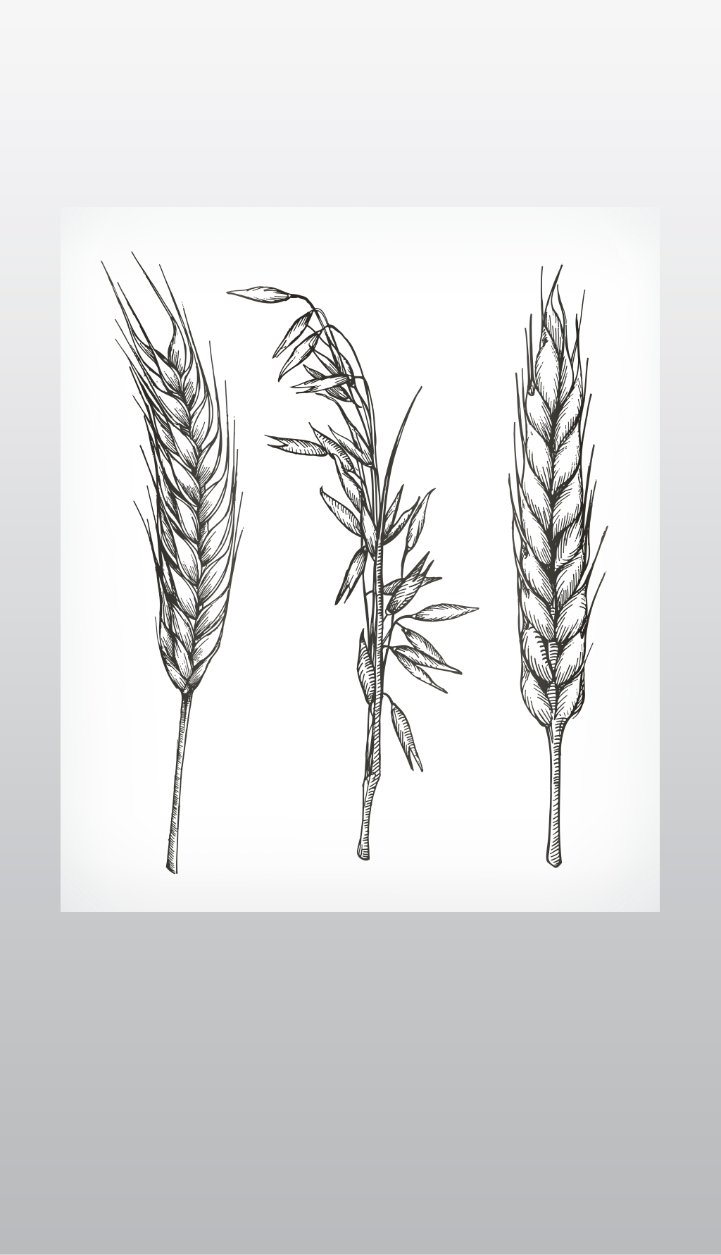 原创农作物、小麦和燕麦草图、手绘、矢量集-版权可商用