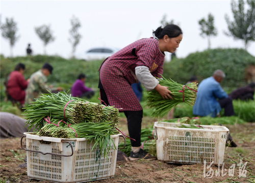 河北临城 订单蔬菜助农增收凤凰网河北 凤凰网