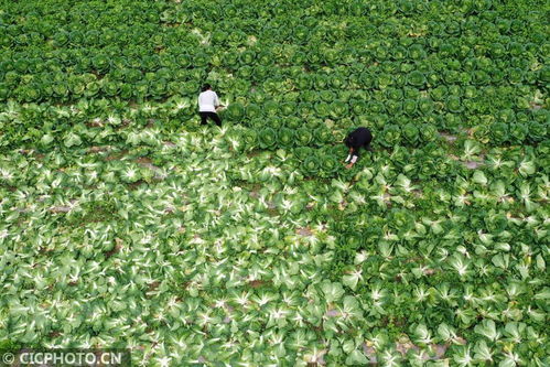 湖北保康 高山蔬菜助农增收脱贫