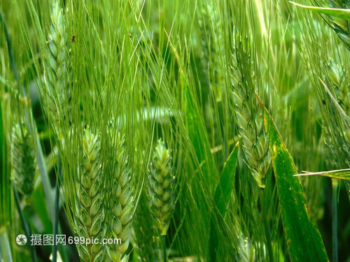 农作物绿色的小麦