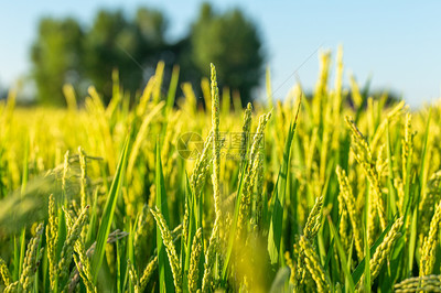 绿色水稻农作物