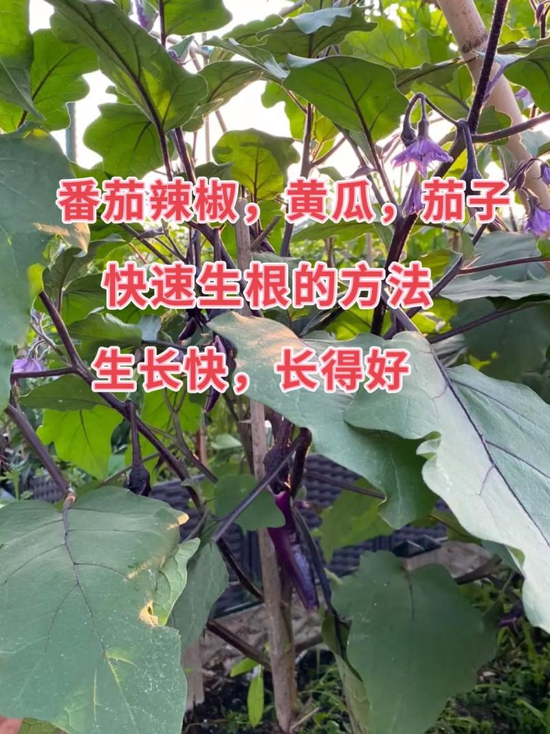 番茄辣椒,黄瓜,茄子,等农作物移栽后的如何快速生根?一个方法 - 抖音